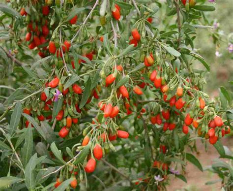 Pestovanie goji