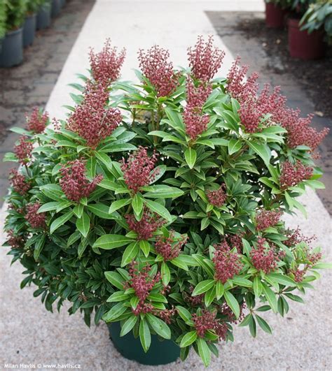Pieris japonský (Pieris japonica)
