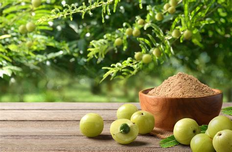 Plody Amla