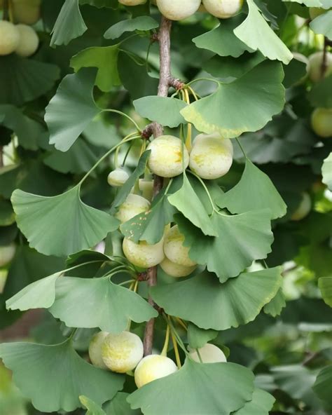 Porovnanie Ginkgo Biloba a Ženšenu