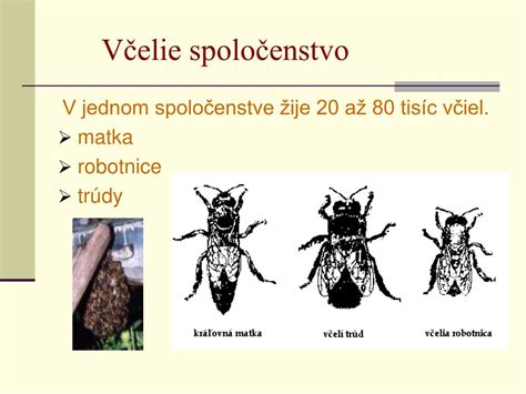 Propolis a včely v úli