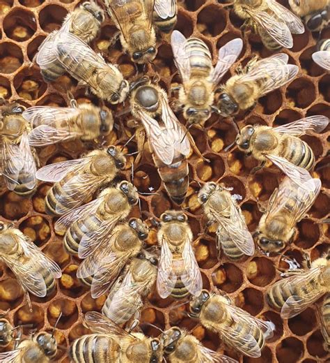 Propolis vo včelom úli