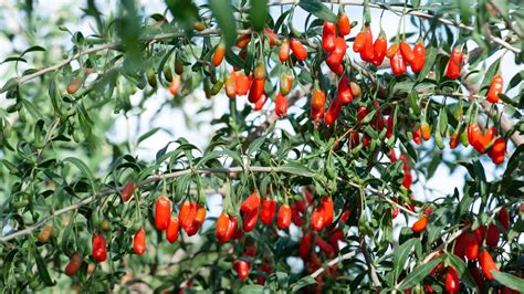 Rez Goji