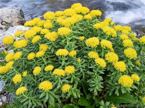 Rhodiola Rosea formy