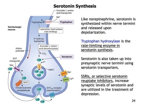 Serotonin