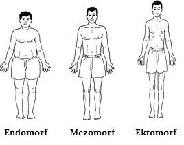 Somatotypy