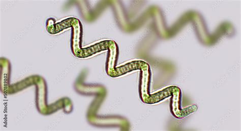 Spirulina pod mikroskopom