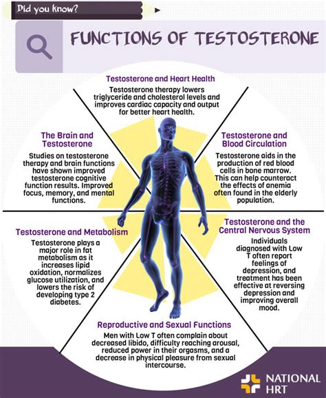 Testosterone Infographic