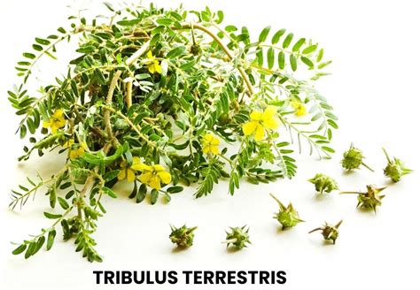 Tribulus Terrestris účinky