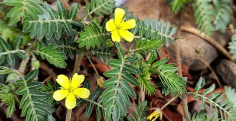 Tribulus Terrestris rastlina
