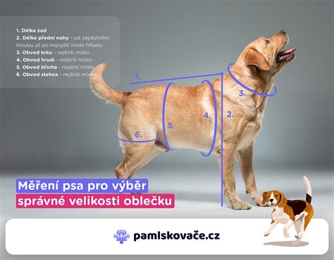 Výber obličiek pre psa