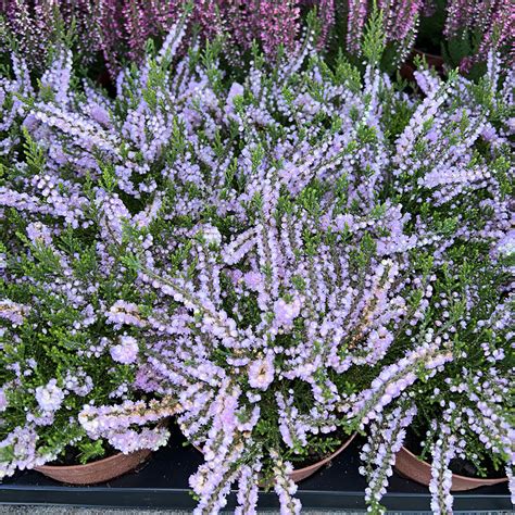 Vres obyčajný (Calluna vulgaris)