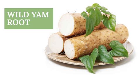 Wild Yam