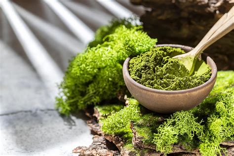 chlorella účinky