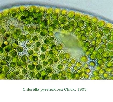 chlorella pyrenoidosa